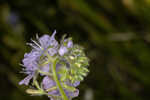 Prairie phacelia